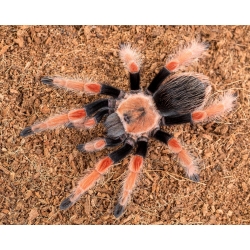 Brachypelma boehmei (2cm telo)