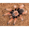 Brachypelma boehmei 2cm telo, neurčené pohlavie.
Veľkosť v dospelosti: 14 cm až 16 cm
Typ: zemný 
Tempo rastu: stredné
Povaha: Dobré pre začiatočníkov, ale vykopáva obranné chĺpky
Životnosť: samice (18 až 22 rokov) samci (6 až 8 rokov)
Odporúčané podnebie: Mexiko, 24-28 ° C (deň), 20-24 ° C (noc).
Odporúčaná vlhkosť: 75-85%