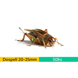 Cvrček domáci (Acheta domestica) - dospelí (~2-2,5cm) 50ks