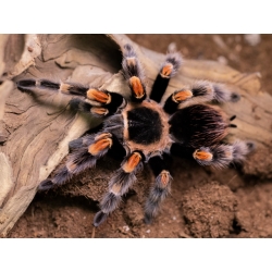 Brachypelma hamorii (ex. smithi)  (2 cm telo)