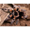 Brachypelma hamorii (ex. smithi)  - 2.5 cm telo, neurčené pohlavie.
Veľkosť v dospelosti: 15 cm až 16 cm
Typ: zemný 
Tempo rastu: stredné
Povaha: vhodný pre začiatočníkov, vykopáva obranné chĺpky
Životnosť: samice (25 až 30+ rokov) samci (2 až 5 rokov)
Odporúčané podnebie: Mexiko, 26-28 ° C (deň), 20-24 ° C (noc).
Odporúčaná vlhkosť: 70-85%