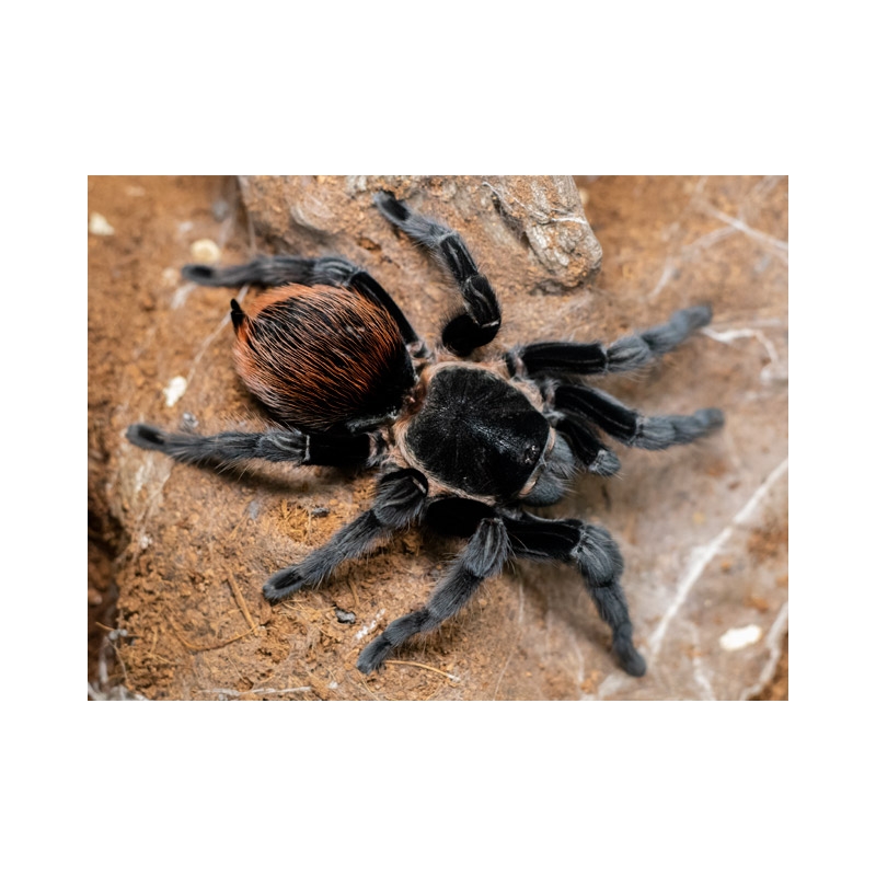 Tliltocatl (ex. Brachypelma) Vagans 2-3.zvlek