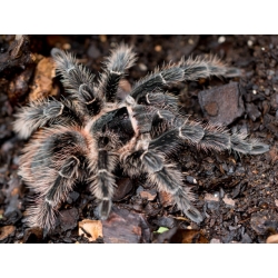 Lasiodora parahybana (1cm telo)