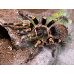 Grammostola pulchripes (2cm telo)