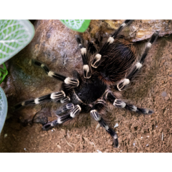 Acanthoscurria geniculata (1cm telo)