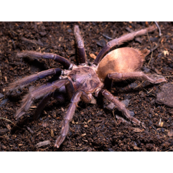 Chilobrachys dyscolus blue (1.5cm telo)