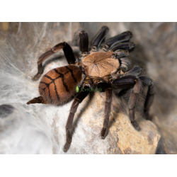 Chilobrachys fimbriatus (2cm telo)