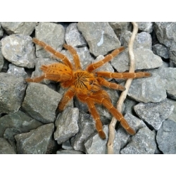 Pterinochilus murinus (2cm telo)